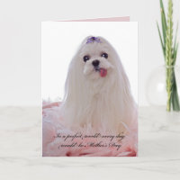 Moederdag Maltese hond