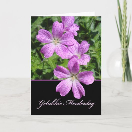 Moederdag, Mother's Day in Dutch, Violet Geraniums Kaart (Voorkant)