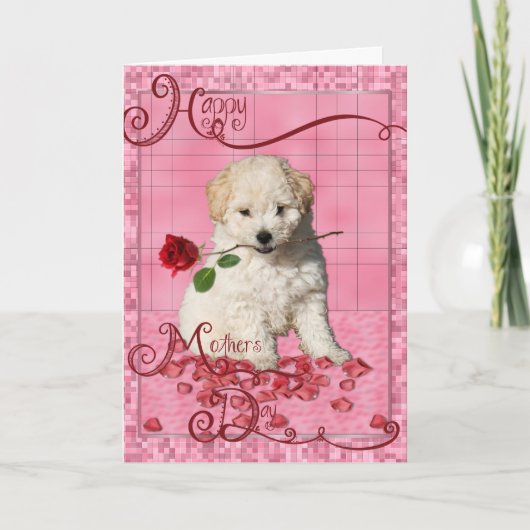 Moederdag - Red Rose - Bichon Frise Puppy Kaart (Voorkant)