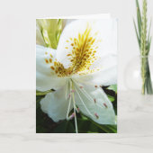 Moederdag Rhody Kaart (Voorkant)