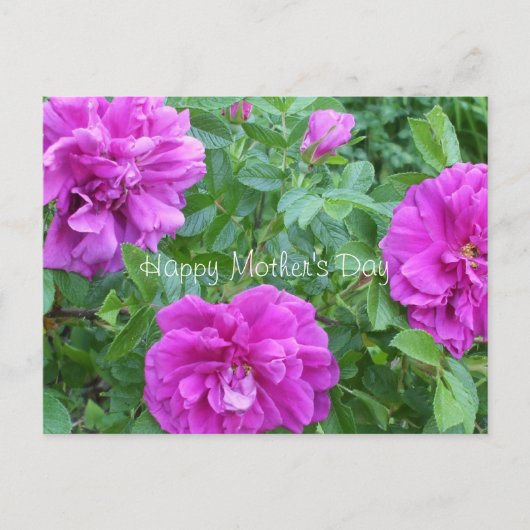 Moederdag-roze bloemen briefkaart (Voorkant)