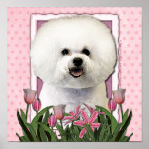 moederdag - Roze Tulpen - Bichon Frise Poster