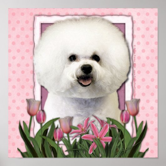 Moederdag - Roze Tulpen - Bichon Frise Poster (Voorkant)