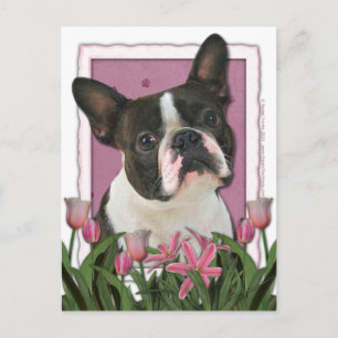 Moederdag - Roze Tulpen - Boston Terrier Briefkaart