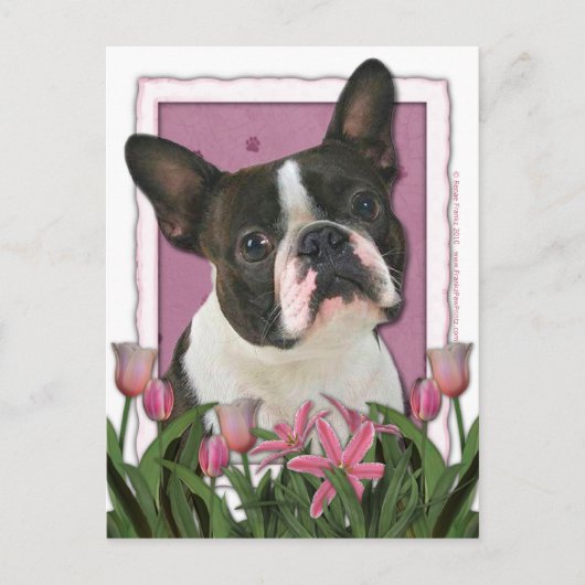 Moederdag - Roze Tulpen - Boston Terrier Briefkaart (Voorkant)
