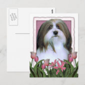 Moederdag - Roze Tulpen - Havanees Briefkaart (Voorkant / Achterkant)
