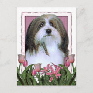 Moederdag - Roze Tulpen - Havanees Briefkaart