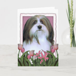 Moederdag - Roze Tulpen - Havanese Kaart