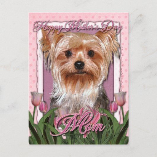 Moederdag - Roze Tulpen - Yorkshire Terrier Briefkaart (Voorkant)