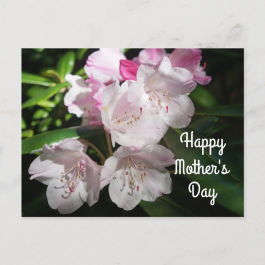 Moederdag Sakura Cherry Blossom #2 Briefkaart (Voorkant)