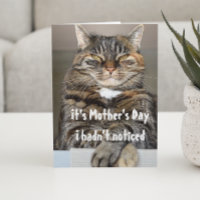 Moederdag Van Kat Grappig Schattig