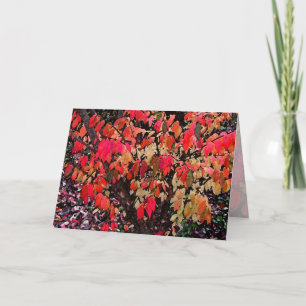 Moederdag verbrand Struik Kaart