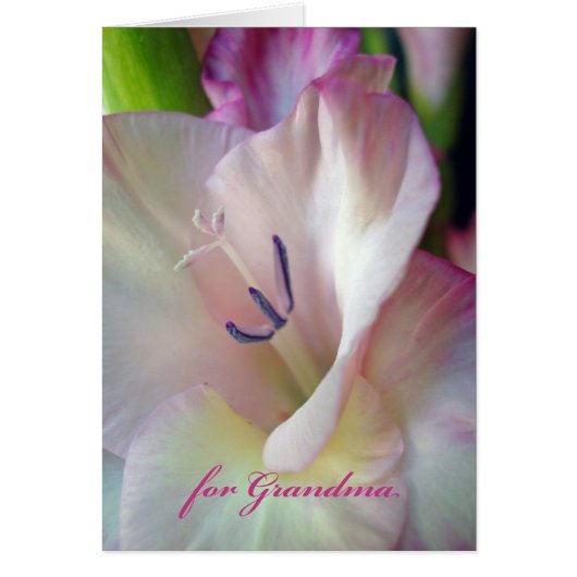 Moederdag voor oma, Roze Gladiolus Foto (Voorkant)