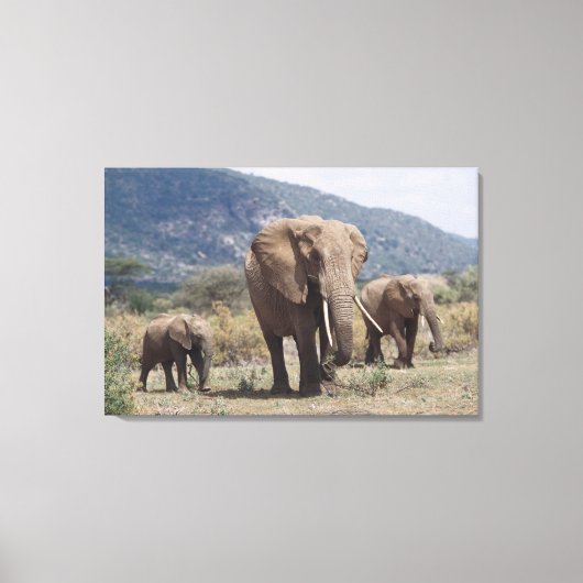 Moederelefant loopt met olifantkalf canvas afdruk (Voorkant)