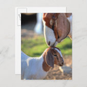 Moedergeiten en Baby Briefkaart (Voorkant / Achterkant)