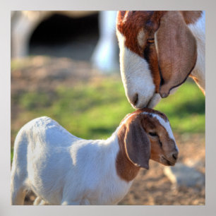 Moedergeiten en Baby Poster
