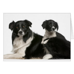 Moedergrens collie en puppy