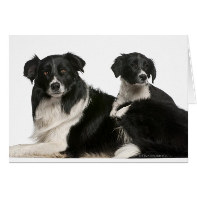 Moedergrens collie en puppy (Voorkant Horizontaal)
