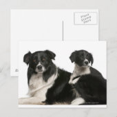Moedergrens collie en puppy briefkaart (Voorkant / Achterkant)
