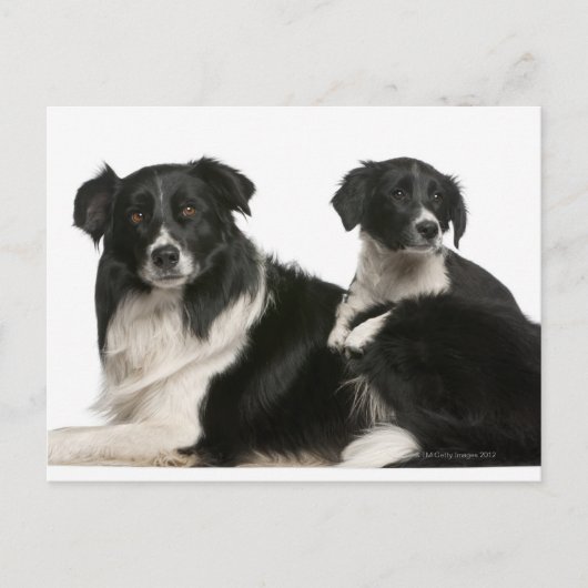 Moedergrens collie en puppy briefkaart (Voorkant)