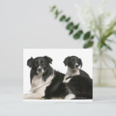Moedergrens collie en puppy briefkaart (Staand voorkant)