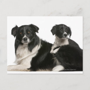 Moedergrens collie en puppy briefkaart