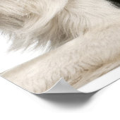 Moedergrens collie en puppy poster (Hoek)