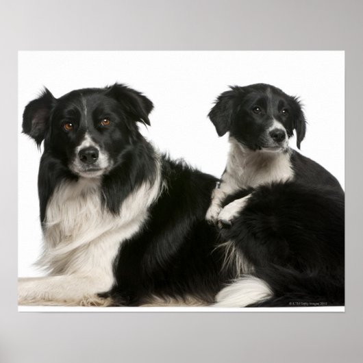 Moedergrens collie en puppy poster (Voorkant)