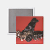 Moederhond met puppies magneet (Voorkant / Achterkant)