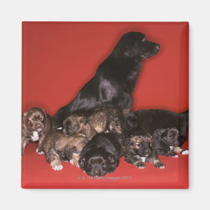 Moederhond met puppies magneet