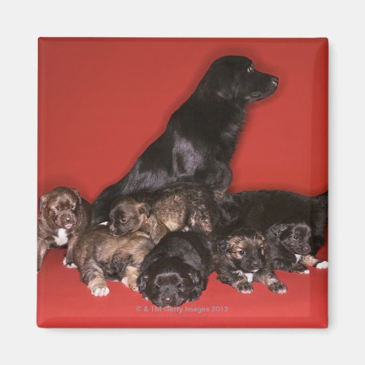 Moederhond met puppies magneet (Voorkant)