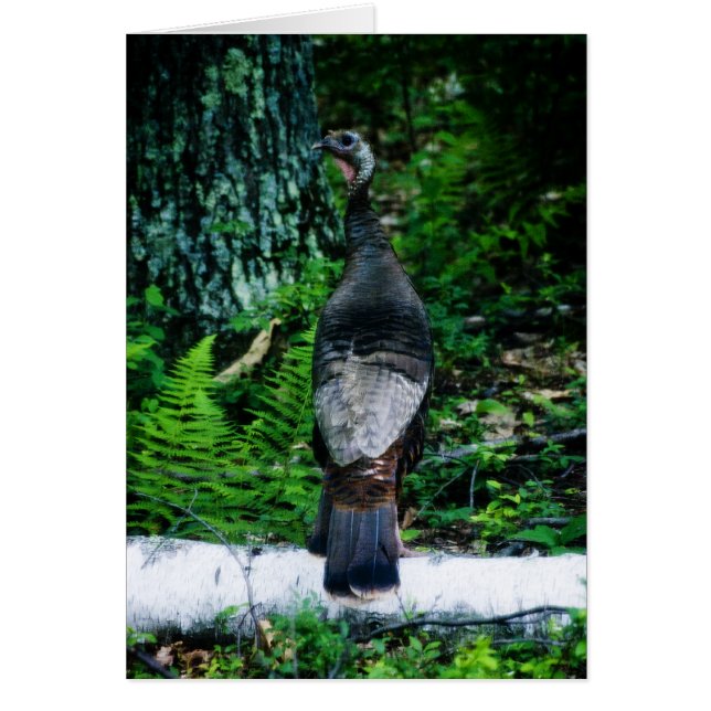 Moederkalkoen Kaart (Voorkant)