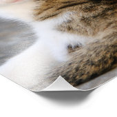 Moederkat houdt van Cute Kitten - Paperprint Foto Afdruk (Hoek)