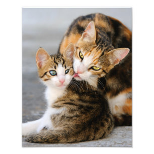 Moederkat houdt van Cute Kitten - Paperprint Foto Afdruk