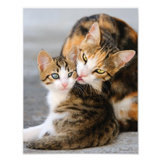 Moederkat houdt van Cute Kitten - Paperprint Foto Afdruk (Voorkant)