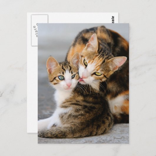 Moederkat houdt van schattige kitten briefkaart (Voorkant / Achterkant)
