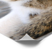 Moederkat houdt van schattige kitten poster (Hoek)