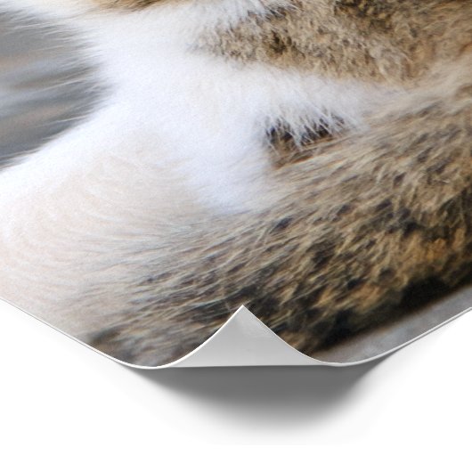 Moederkat houdt van schattige kitten poster (Hoek)