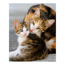 Moederkat houdt van schattige kitten