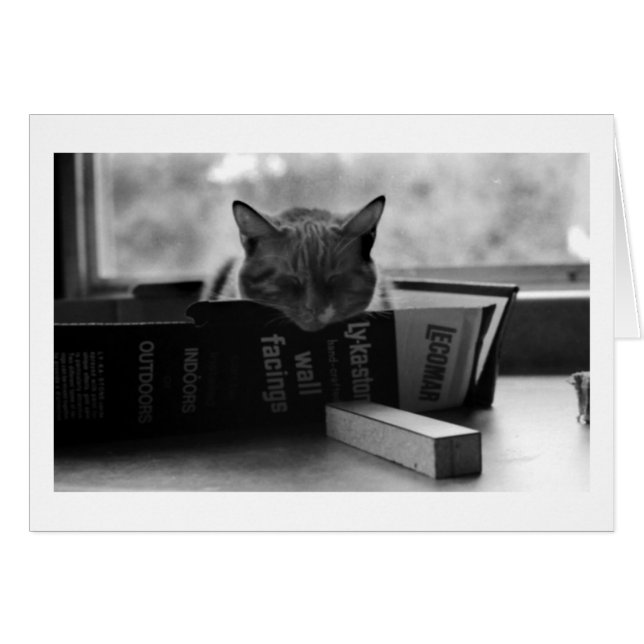 moederkat slaapt (Voorkant Horizontaal)