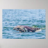 Moederliefde Dolphin & Baby Poster (Voorkant)