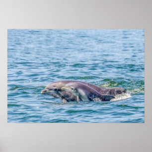 Moederliefde Dolphin & Baby Poster