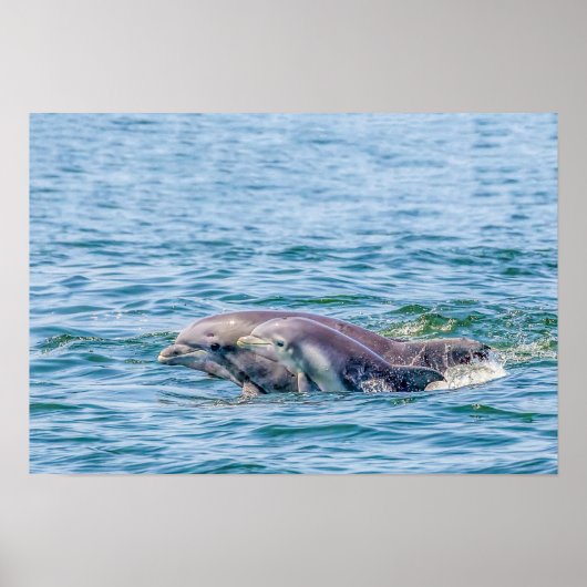 Moederliefde Dolphin & Baby Poster (Voorkant)