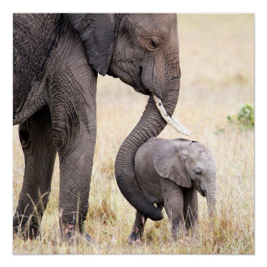 Moederliefde Poster (Voorkant)