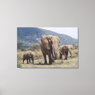 Moederolifant die loopt met olifantenkalf canvas afdruk