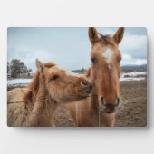 Moederpaard en veulen fotoplaat (voorkant)