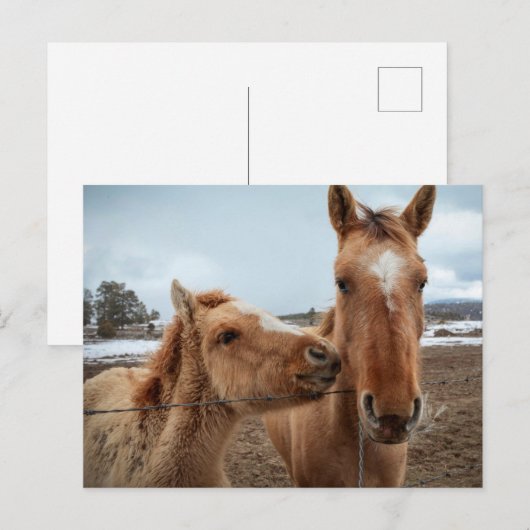 Moederpaarden en -dieren briefkaart (Voorkant / Achterkant)
