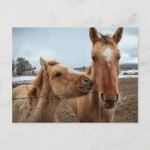 Moederpaarden en -dieren briefkaart