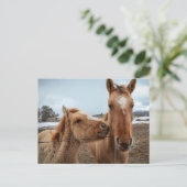 Moederpaarden en -dieren briefkaart (Staand voorkant)