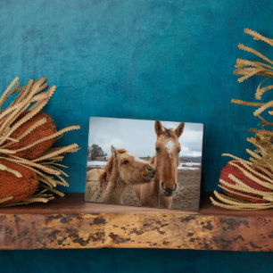 Moederpaarden en -dieren fotoplaat